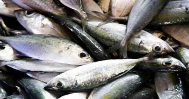 Los dispositivos de agregación de peces ocuparán un lugar central en la próxima reunión de la COPACO