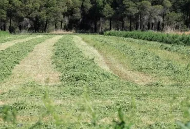 Para aumentar sólidos totales en leche, comience por dar mejores pastos