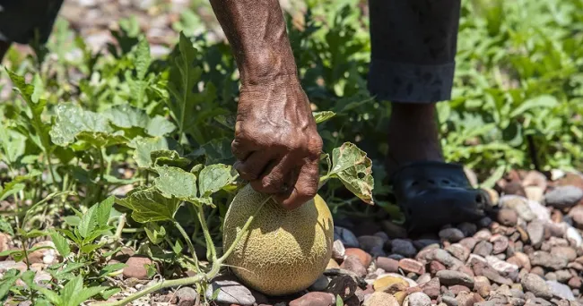 Agroecología urbana y arquitectura también son esenciales para la soberanía alimentaria