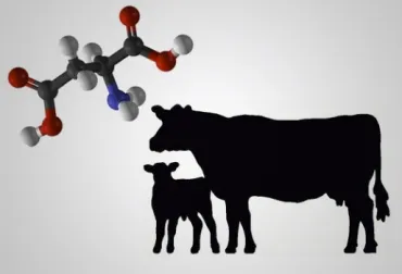 La importancia de los lípidos en la dieta de los bovinos
