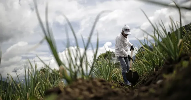 Lanzan microseguro voluntario con enfoque para trabajadores informales del campo