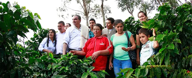 Para mitigar efectos de El Niño, MinAgricultura entrega 200 mil bultos de fertilizante gratis a cafeteros - 15 de Febrero de 2016