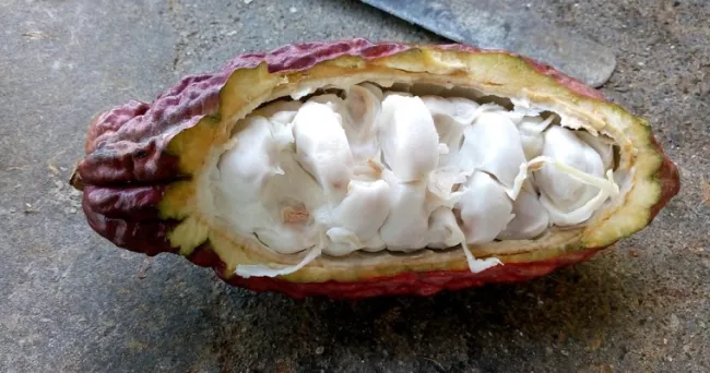 Dos nuevas publicaciones en torno a la mitigación del cadmio en el cultivo de Cacao
