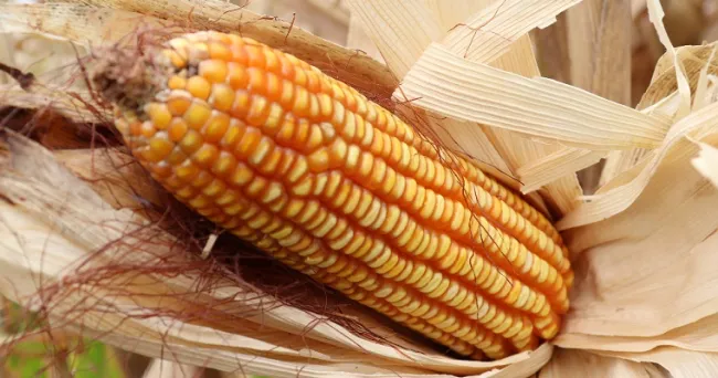 El Achaparramiento del maíz es un problema superable con-ciencia