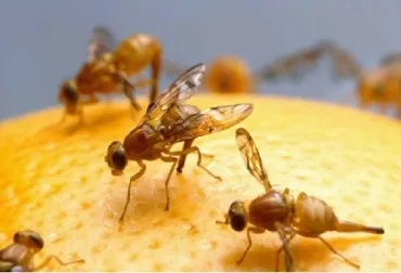 Evite la propagación de la mosca de las frutas