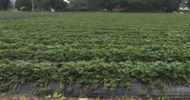 Colombia busca ser pionero en nanotecnología agrícola