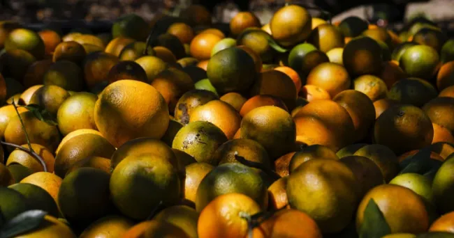 Los beneficios médicos y estéticos que puede tener la cáscara de la naranja en su salud