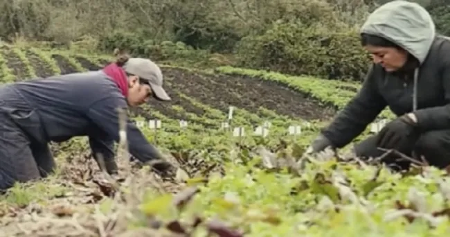 ¿Se puede eliminar la maleza sin químicos? Conozca un caso de éxito en Cundinamarca