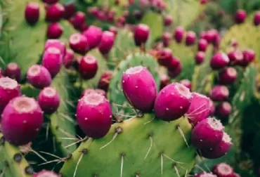 5 razones para consumir cultivos tradicionales