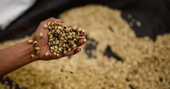 En julio, las exportaciones del sector agropecuario y agroindustrial colombiano crecieron 13,1 % en valor y 7 % en volumen