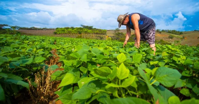 La UPRA adelanta la zonificación del cultivo de fríjol en Colombia