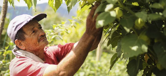 MinAgricultura inyecta nuevos recursos para ICR - 25 de noviembre de 2016