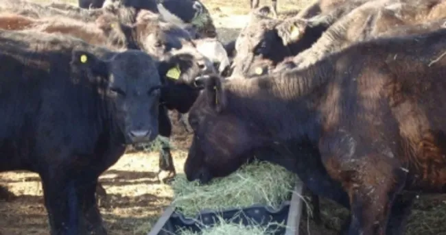 Nutra sus semovientes con alimentos no tradicionales