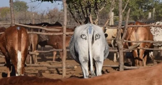 Pintar ojos en la parte trasera de las vacas puede salvarlas de los depredadores