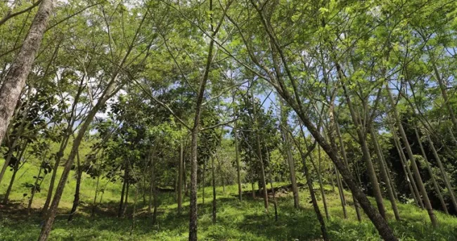 AGROSAVIA y la Gobernación de Santander unen fuerzas por la reforestación