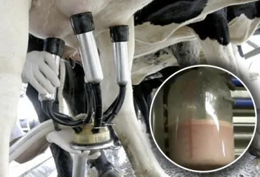 Desmienten que la leche contenga sangre tras el ordeño