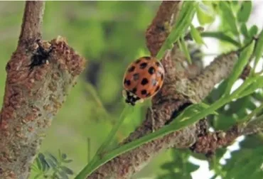Organismos benéficos para regular insectos dañinos