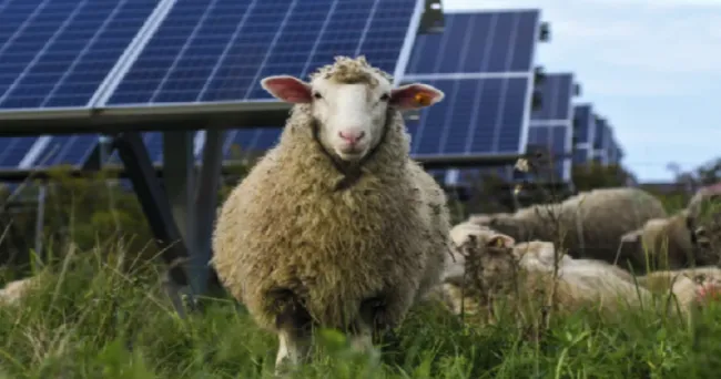 Abejas, cultivos y ovejas: otros beneficios de energía solar
