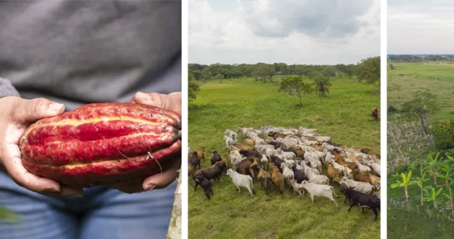La gestión sostenible de los territorios, eje de la planificación rural agropecuaria: Proyecto Biocarbono Orinoquia