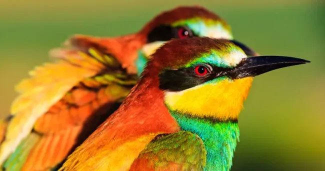 Las aves en Colombia, una riqueza natural incomparable que debe protegerse