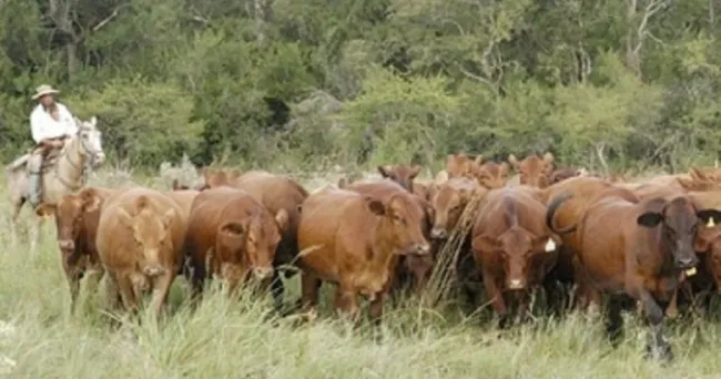 5 palancas para introducir cambios en el negocio ganadero