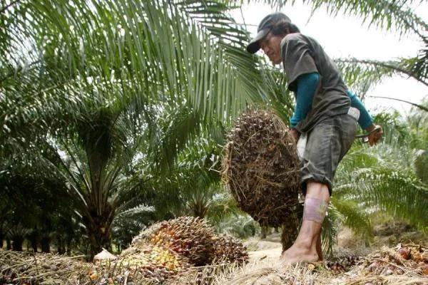 Magdalena protagonista en la producción de aceite de palma del país