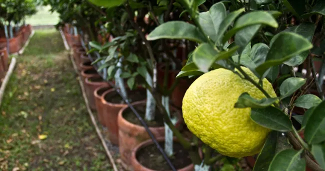 AGROSAVIA producirá controlador biológico para afrontar el HLB, la enfermedad que está acabando con los cultivos de cítricos en Colombia