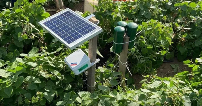 Sensor de humedad de suelo de bajo costo gana concurso de soluciones tecnológicas