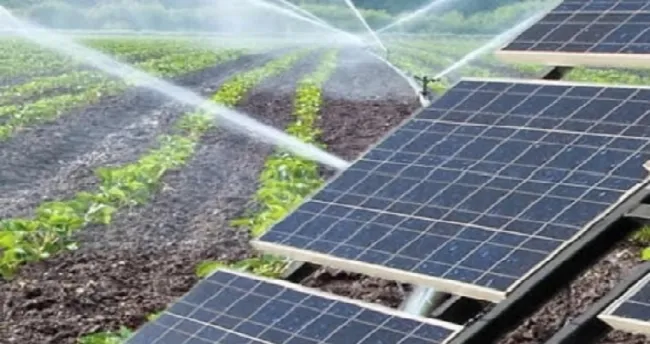Ganaderos ya utilizan riego con paneles solares para tener pastos permanentes