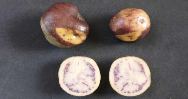 Papa con potencia antioxidante, un producto más nutritivo y nuevos mercados para los papicultores