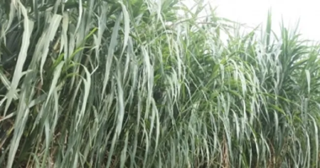 Cuba 22, un pasto recomendado para lechería y doble propósito