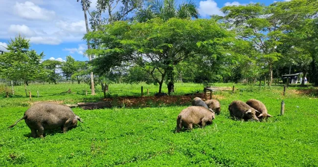 Buenas noticias para los ganaderos y agricultores de la Orinoquaa; AGROSAVIA lanza una nueva variedad de leguminosa forrajera