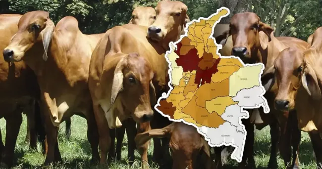 Conozca cómo está distribuido el inventario pecuario de Colombia