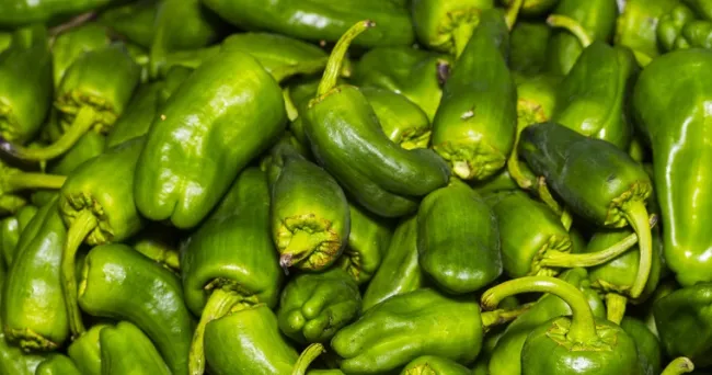 Pimientos de Padrón: ¿por qué unos pican y otros no?