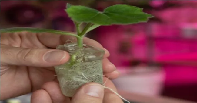 Plantas autónomas de crecimiento propio que solo necesitan ser regadas una o dos veces al año