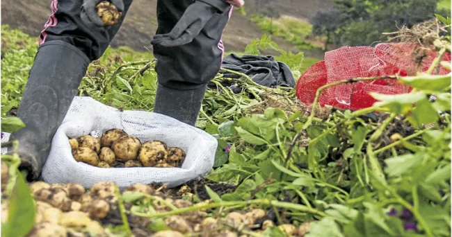 Precios de plaguicidas entran a la baja después de más de 30 meses de incrementos