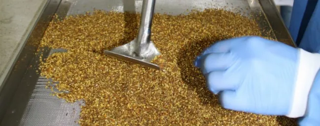 Polen de calidad mejorará la nutrición infantil en Cundinamarca