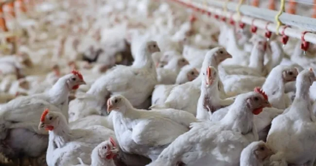 Ahuyama reduciría uso de químicos en pollos de engorde