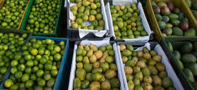 Costo de alimentos sigue en caída, plátano, fríjol y papa, los que más bajan - 06 de diciembre de 2016