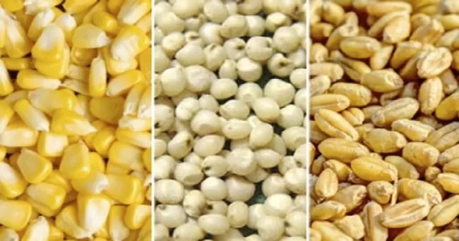Los efectos del procesamiento de granos en la alimentación de los bovinos