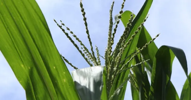 Producción de semilla de una nueva variedad de maíz: AGROSAVIA V-117 en El Carmen de Bolívar