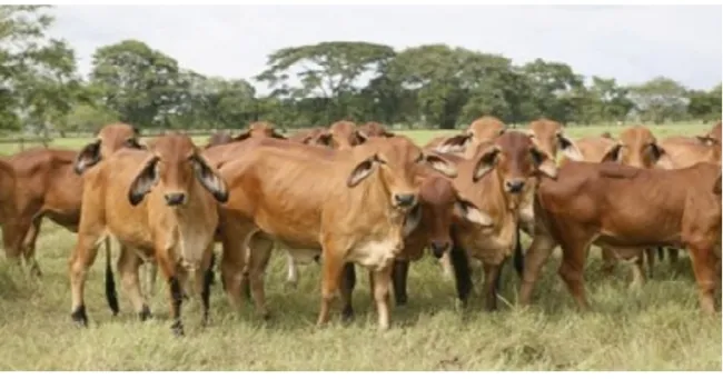 Ganaderos de Casanare buscan consolidar la producción cárnica