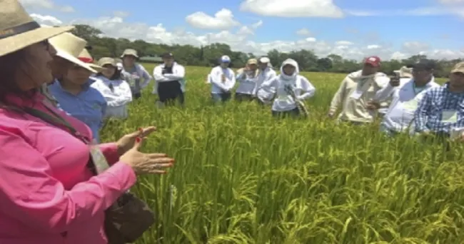Programa Amtec de Fedearroz obtiene reconocimiento internacional