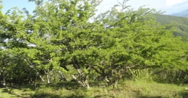 ¿Cómo propagar árboles forrajeros en la ganadería?