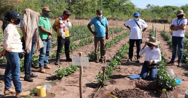 AGROSAVIA socializa proyecto de frijol tolerante a sequía con productores del departamento del Cesar