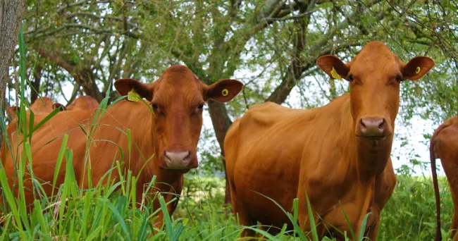 Fortalecen los procesos de conservación de material reproductivo de ejemplares de la raza criolla Hartón del Valle