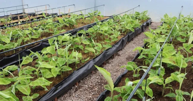 Proyecto de producción de semilla de plátano, beneficia a familias de agricultores del departamento del Huila y proyecta su dinámica a otras regiones del país