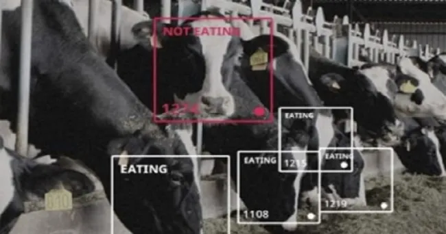Conozca las variadas iniciativas de programas de reconocimiento facial de vacas