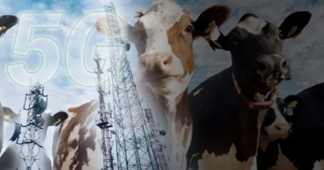 ¿Cómo contribuirá la red 5G a hacer ganadería de forma remota?