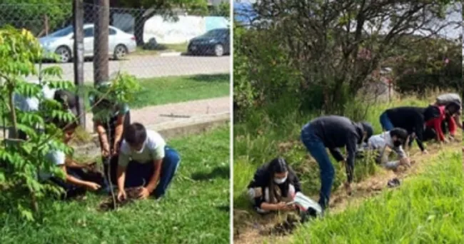 Los tipos de reforestación y consideraciones al aplicarla